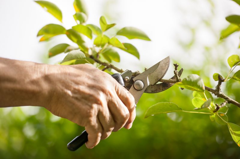 Increase Your Plant Pruning Business with an AI Driven, Targeted Website
