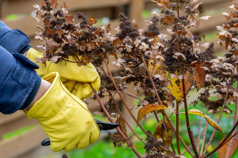 Plant Pruning