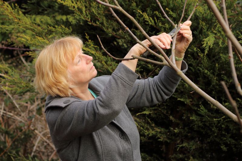 Effective Plant Pruning Strategies — Cost of Plant Pruning