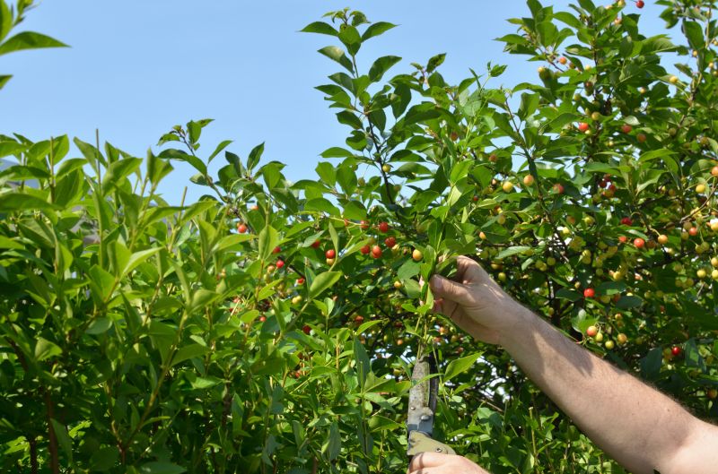 Effective Plant Pruning Strategies — Cost of Plant Pruning