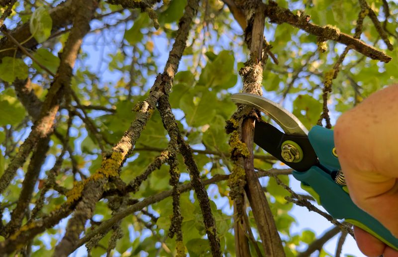 Pruning Techniques and Tips - About Us | Plant Pruning